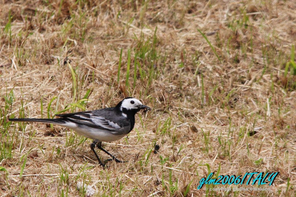 Ballerina Bianca con 